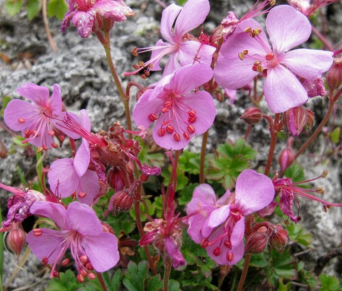 Geranium dalmaticum 